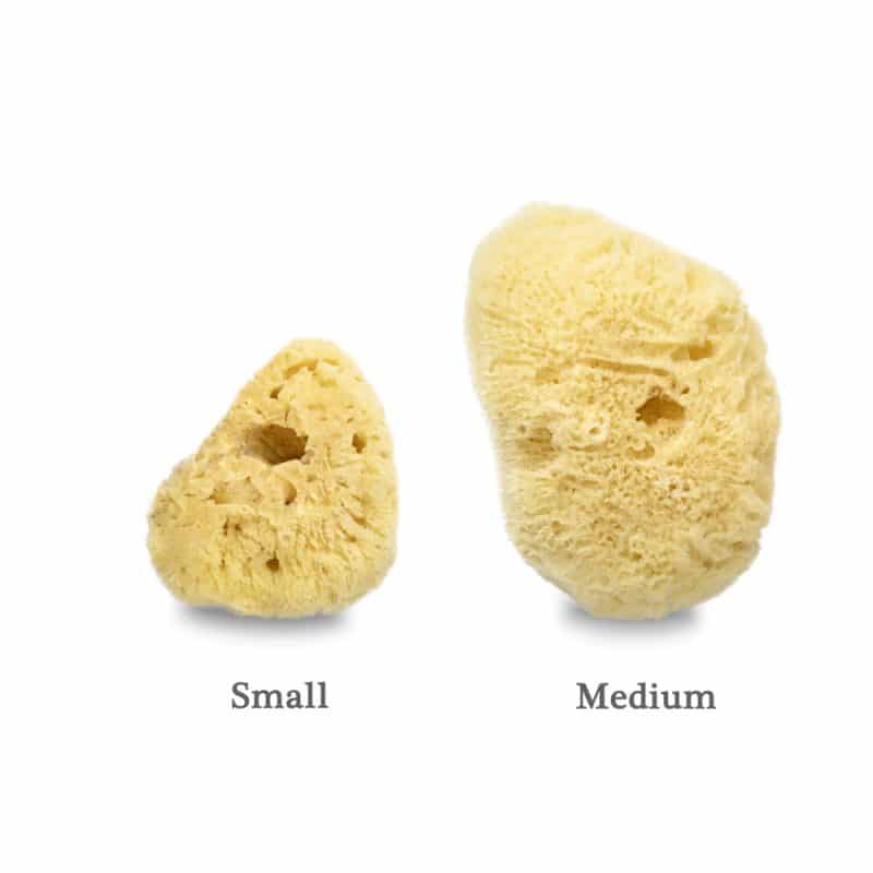 dimensione spugna di mare